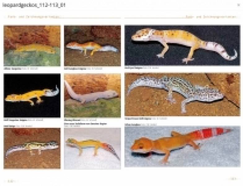 Leopardgeckos